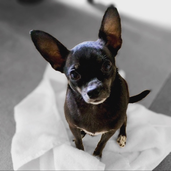 Meet your Posher, Ruby Slipper Studio - Picture 4 of 5